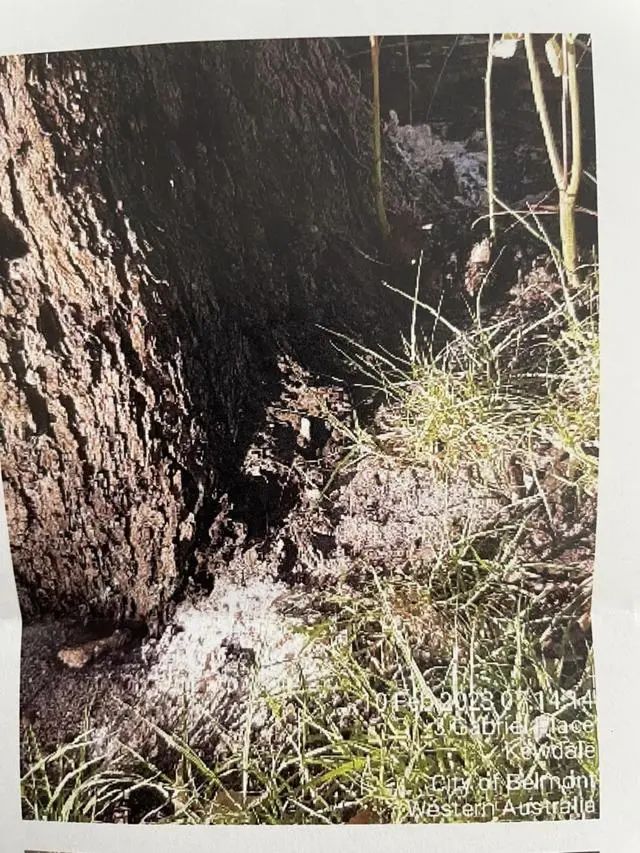 澳洲唐人街