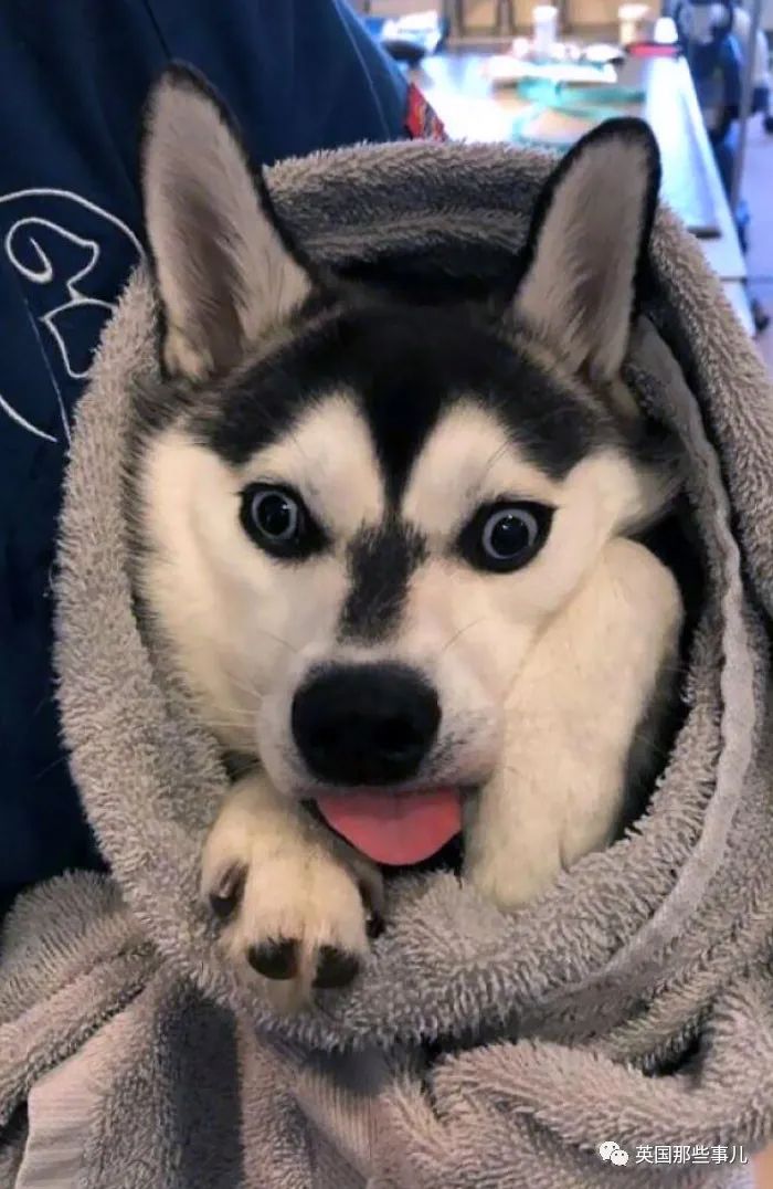 澳洲唐人街