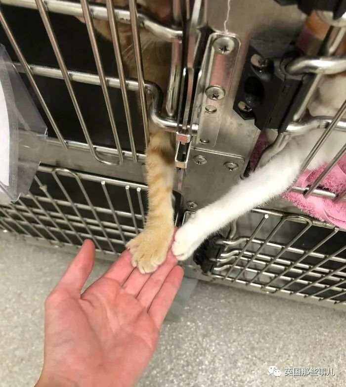 澳洲唐人街