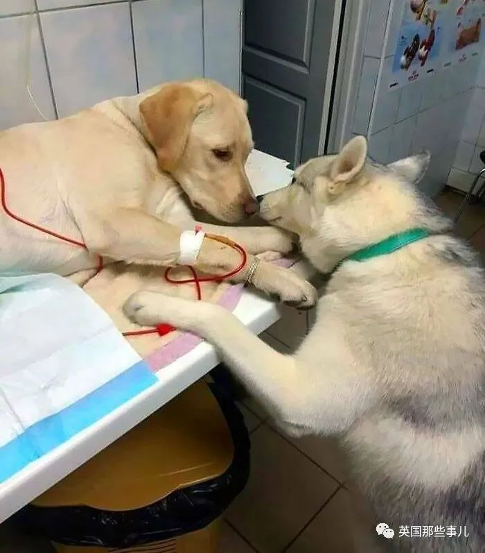 澳洲唐人街
