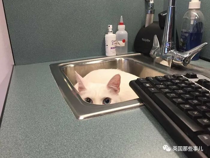 澳洲唐人街