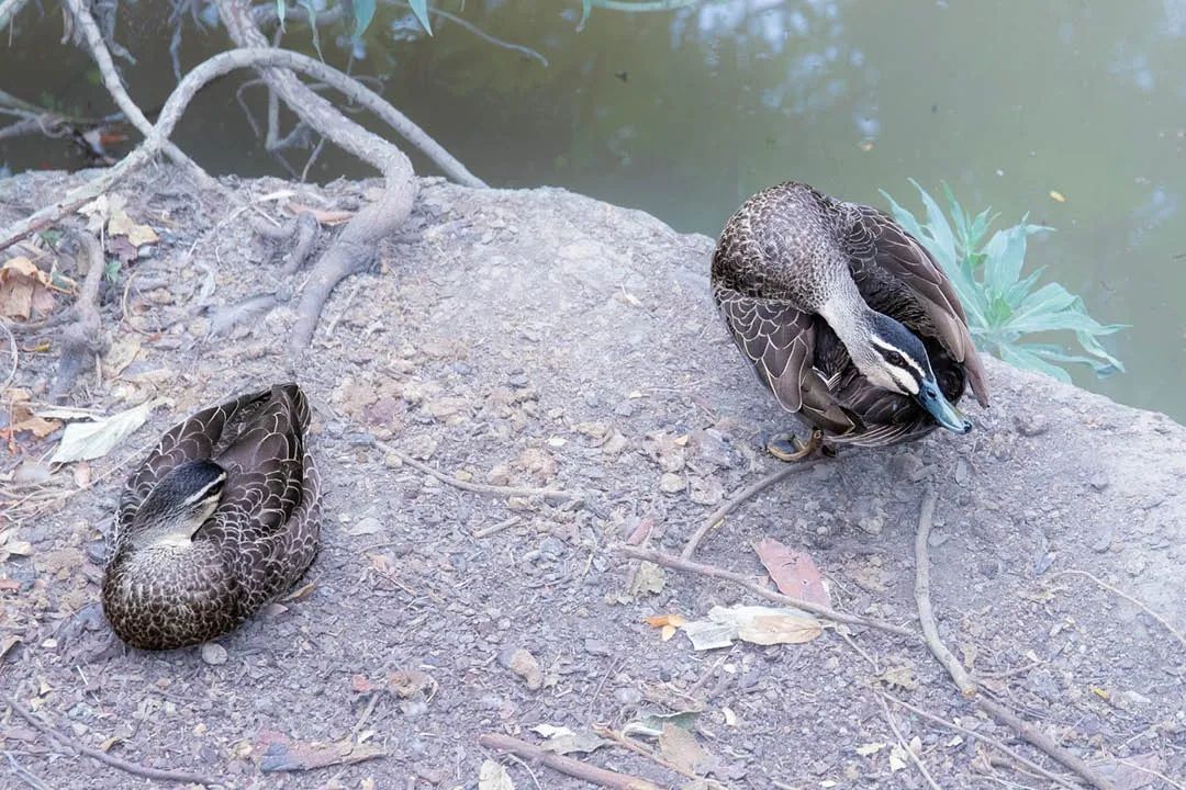 澳洲唐人街